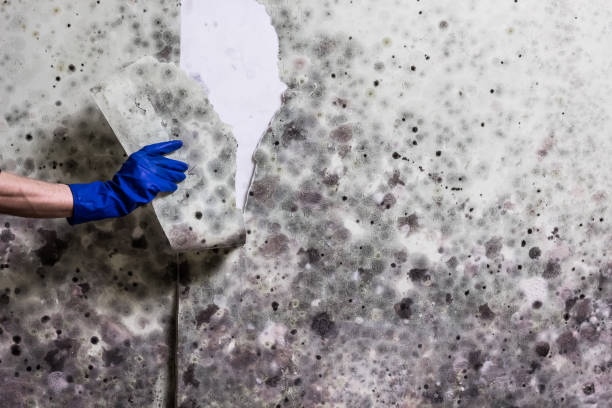 Professional Mold Removal in Kent Estates, IA